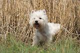 WESTIE 351